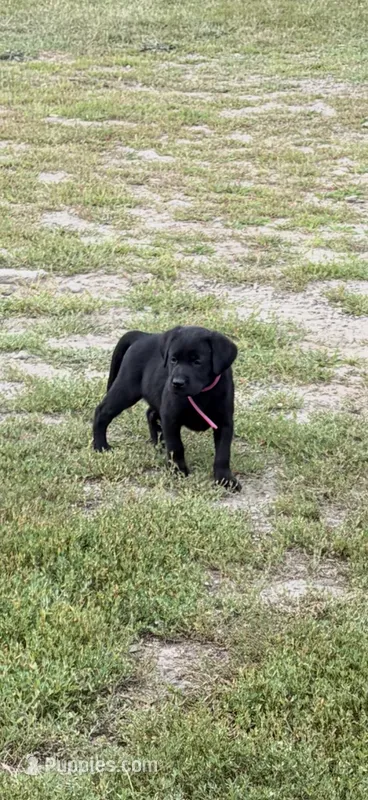Hot pink black – Labrador Retriever puppy for sale in Freeport, MN