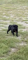 Hot pink black, a female Labrador Retriever for sale in Freeport, MN – 1 of 1