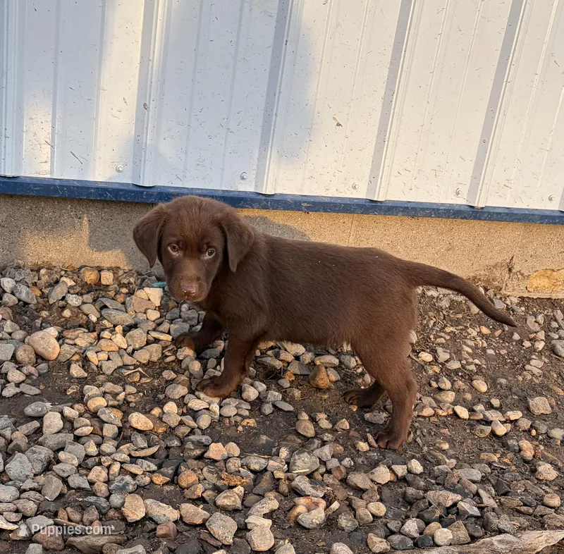 Teal blue (Daisy’s) – Labrador Retriever puppy on hold in Freeport, MN