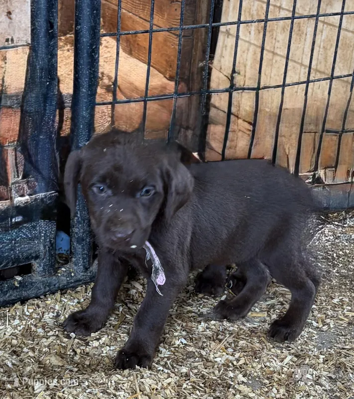 Pink  ( Dixie’s) – Labrador Retriever puppy for sale in Freeport, MN