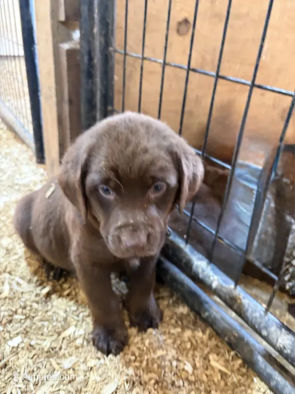Black collar – Labrador Retriever puppy for sale in Freeport, MN