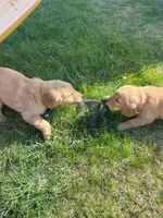 Blue Golden Retriever , a male Golden Retriever for sale in Freeport, MN – 2 of 2