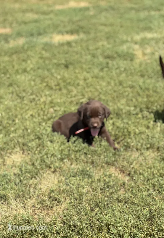 Red – Labrador Retriever puppy for sale in Freeport, MN