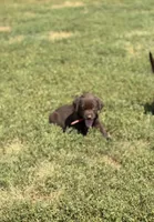 Red, a male Labrador Retriever for sale in Freeport, MN – 1 of 1