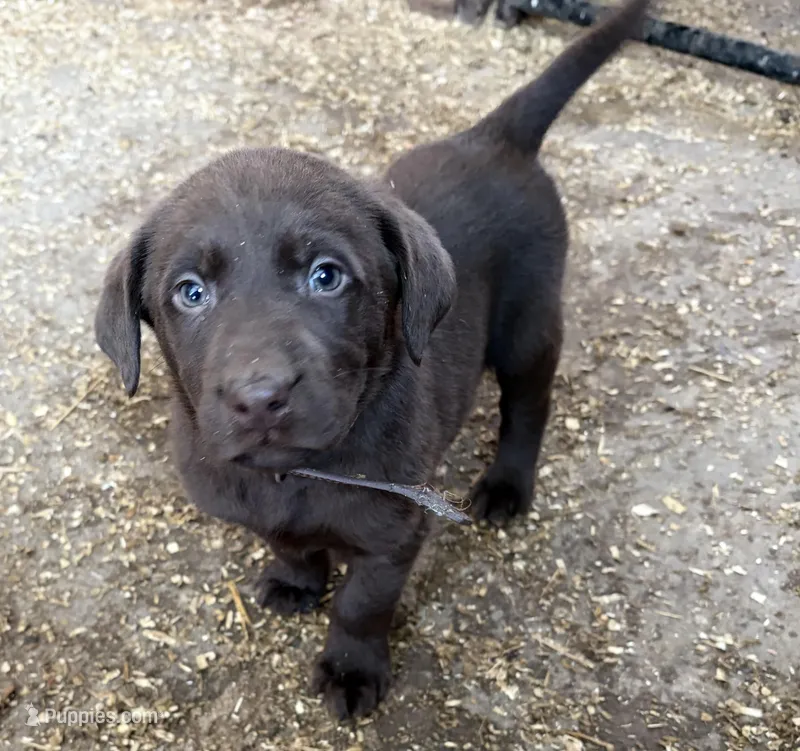 Brown (Dixie’s) – Labrador Retriever puppy for sale in Freeport, MN