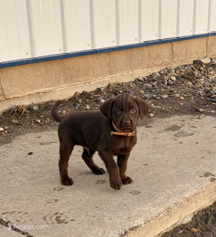 Gold (Dixie’s) – Labrador Retriever puppy for sale in Freeport, MN