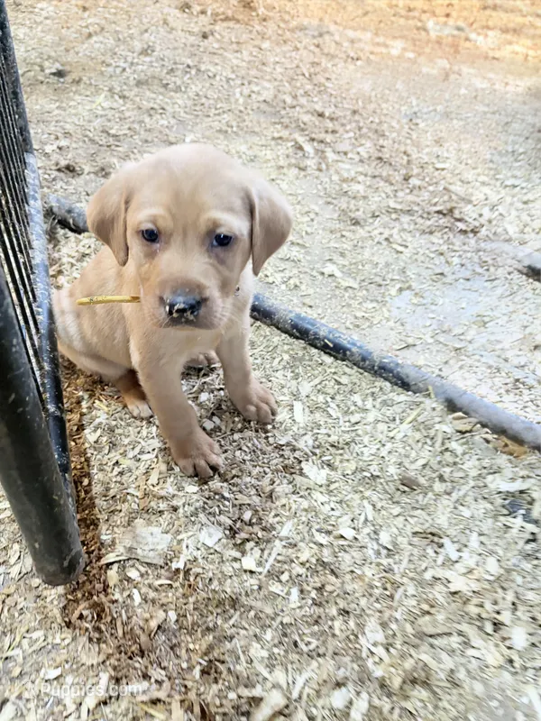 Gold, a male Labrador Retriever for sale in Freeport, MN – Photo 1 of 1