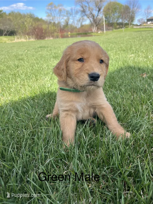 Green – Golden Retriever puppy for sale in Freeport, MN