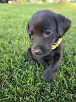 Yellow Collar, a female Labrador Retriever for sale in Freeport, MN – 2 of 2