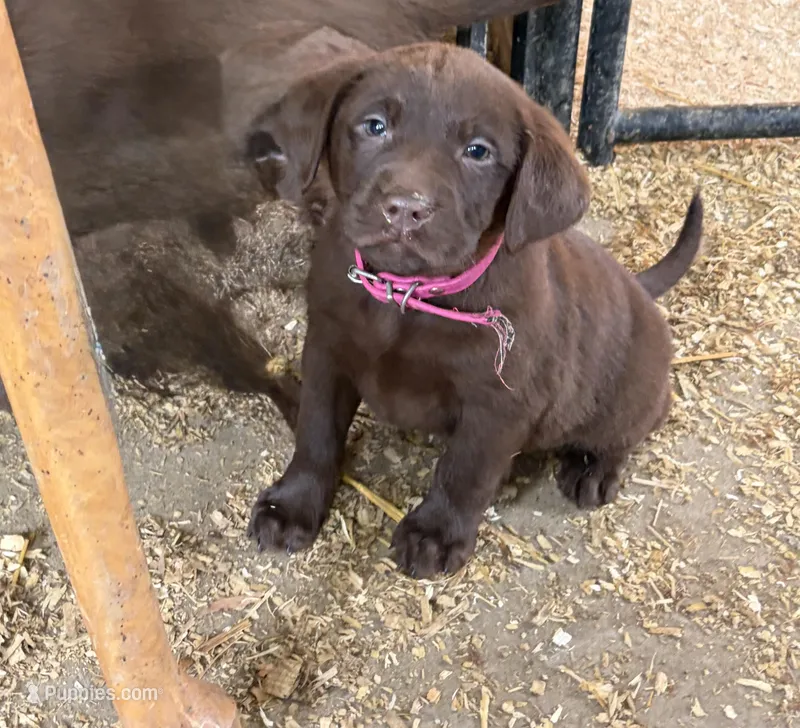 Hot pink (Daisy’s) – Labrador Retriever puppy for sale in Freeport, MN