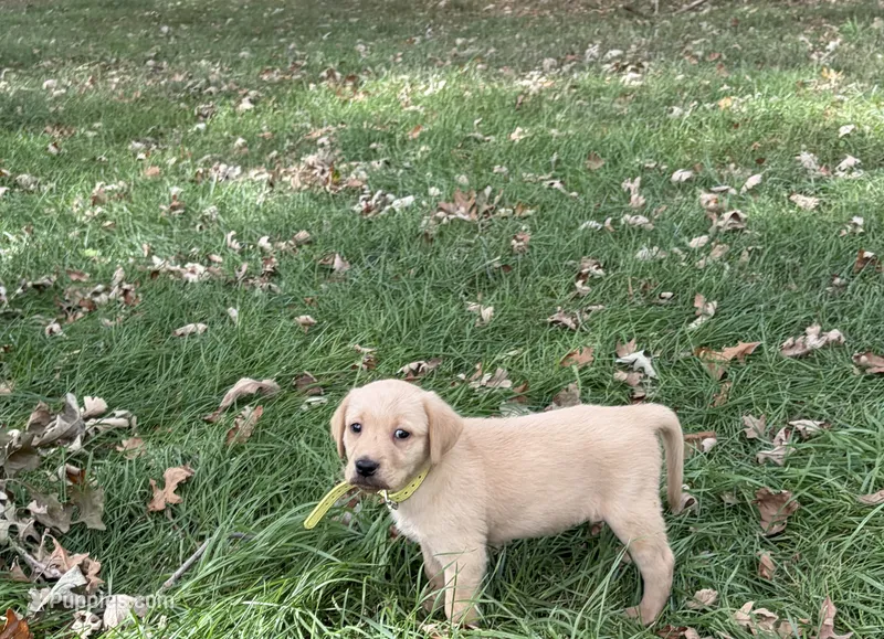 Yellow  – Labrador Retriever puppy for sale in Freeport, MN
