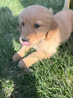 Blue Golden Retriever , a male Golden Retriever for sale in Freeport, MN – 1 of 2