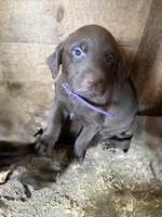 Purple , a female Labrador Retriever for sale in Freeport, MN – 1 of 1