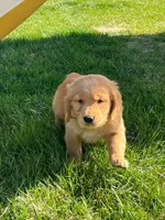 Green, a male Golden Retriever for sale in Freeport, MN – 2 of 2
