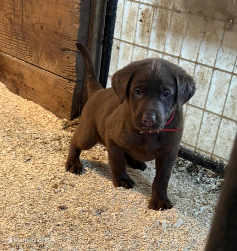 Red ( Daisy’s) – Labrador Retriever puppy for sale in Freeport, MN