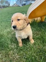 Brown , a male Golden Retriever for sale in Freeport, MN – 2 of 2