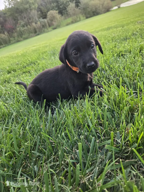 Orange Collar – Labrador Retriever puppy for sale in Freeport, MN