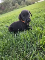 Orange Collar, a male Labrador Retriever for sale in Freeport, MN – 1 of 2