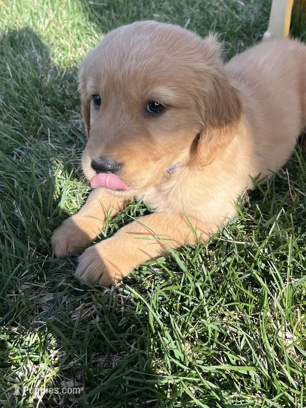 Blue  – Golden Retriever puppy for sale in Freeport, MN