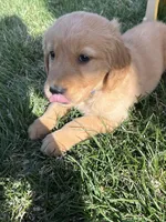 Blue , a male Golden Retriever for sale in Freeport, MN – 1 of 3