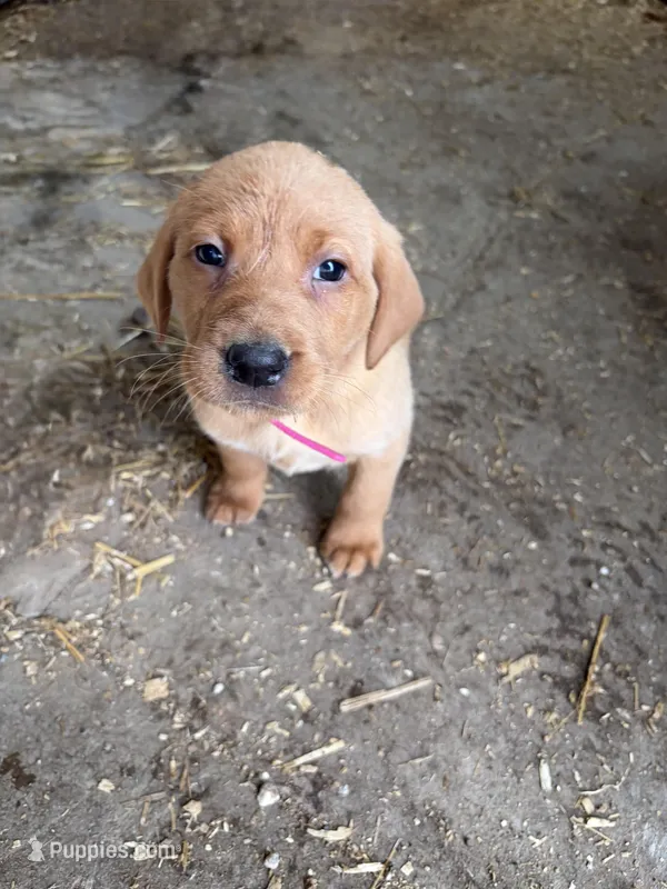 Hot pink, a female Labrador Retriever for sale in Freeport, MN – Photo 1 of 1