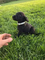White Collar, a female Labrador Retriever for sale in Freeport, MN – 2 of 2
