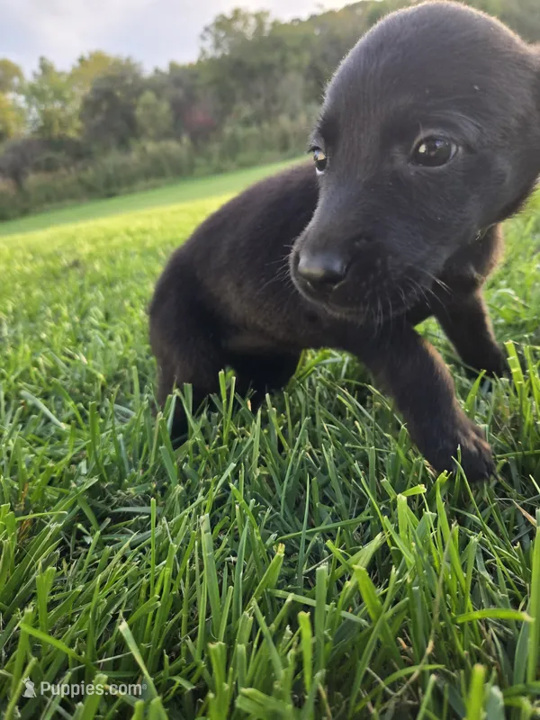 White Collar – Labrador Retriever puppy on hold in Freeport, MN
