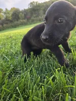 White Collar, a female Labrador Retriever for sale in Freeport, MN – 1 of 2