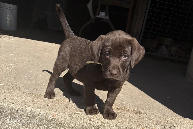 White  – Labrador Retriever puppy for sale in Freeport, MN
