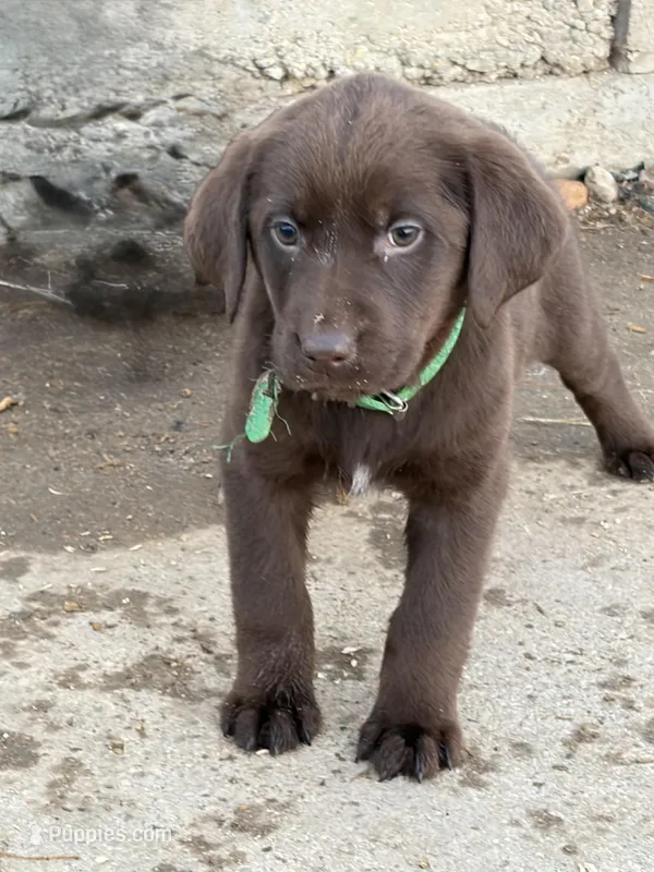 Green (Dixie’s) – Labrador Retriever puppy for sale in Freeport, MN