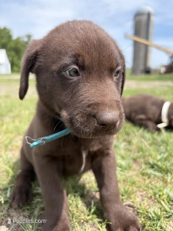 Teal blue  – Labrador Retriever puppy for sale in Freeport, MN