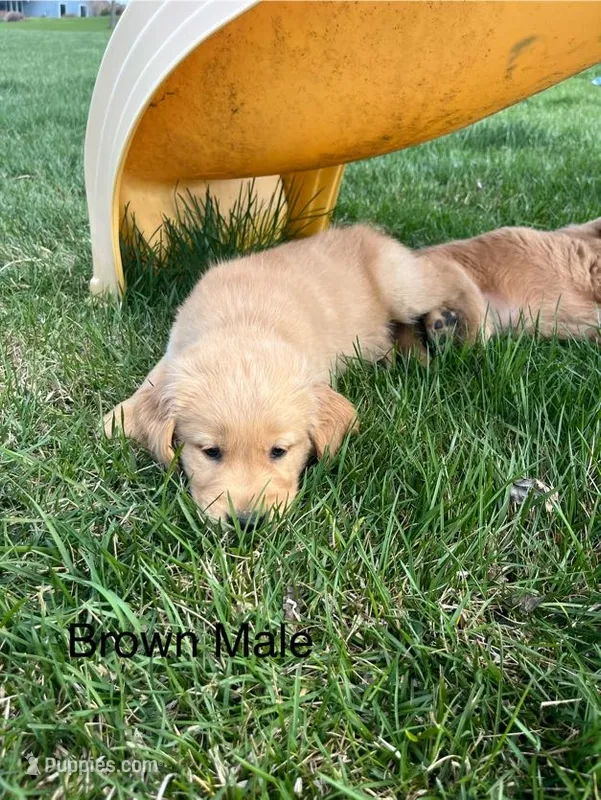 Brown  – Golden Retriever puppy for sale in Freeport, MN