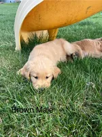 Brown , a male Golden Retriever for sale in Freeport, MN – 1 of 2
