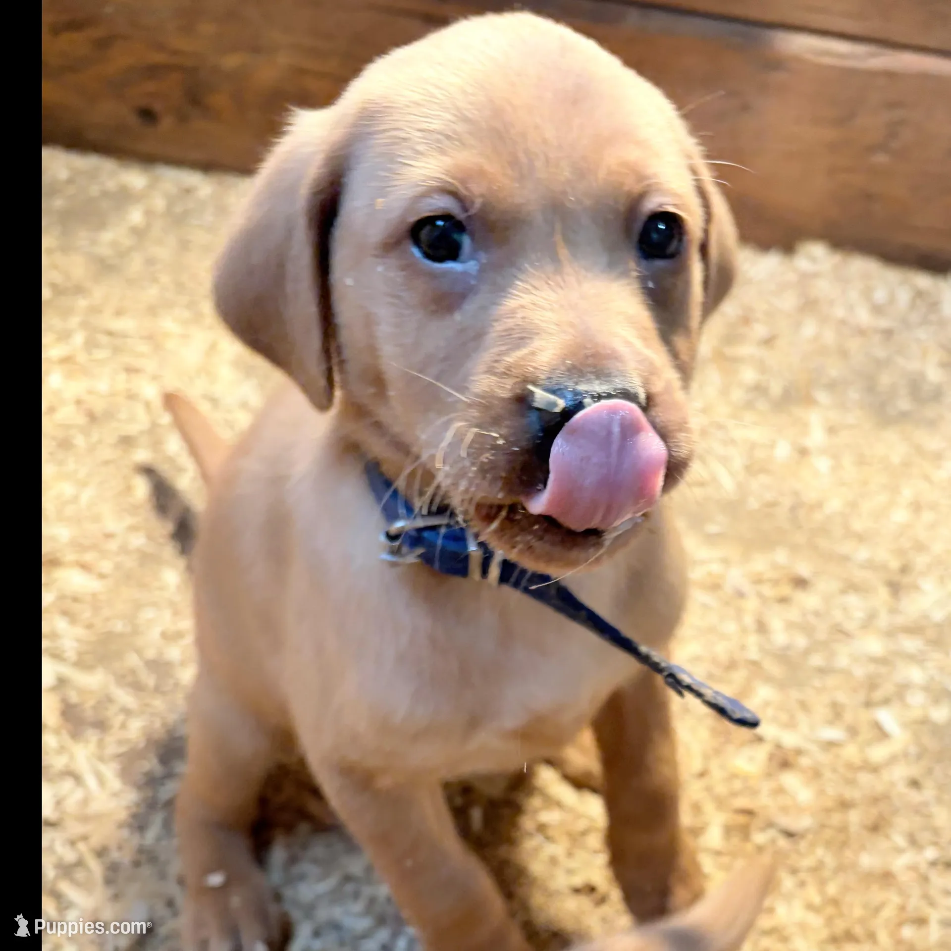 Dark blue, a male Labrador Retriever for sale in Freeport, MN – Photo 1 of 1