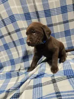 Blue Collar Jade, a male Labrador Retriever for sale in Freeport, MN – Photo 3 of 4