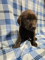 Blue Collar Jade, a male Labrador Retriever for sale in Freeport, MN – Photo 1 of 4