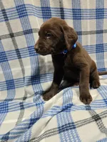 Blue Collar Jade, a male Labrador Retriever for sale in Freeport, MN – Photo 2 of 4