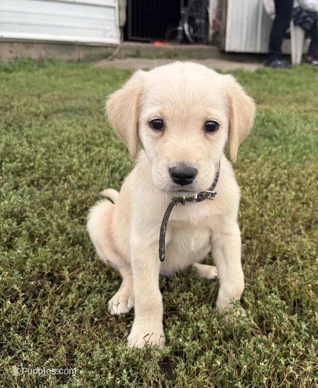 Black – Labrador Retriever puppy for sale in Freeport, MN