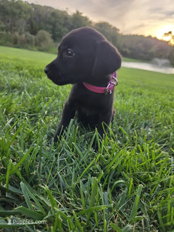 Hot Pink – Labrador Retriever puppy for sale in Freeport, MN