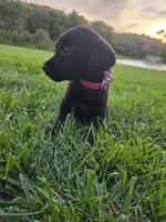 Hot Pink, a female Labrador Retriever for sale in Freeport, MN – 1 of 2