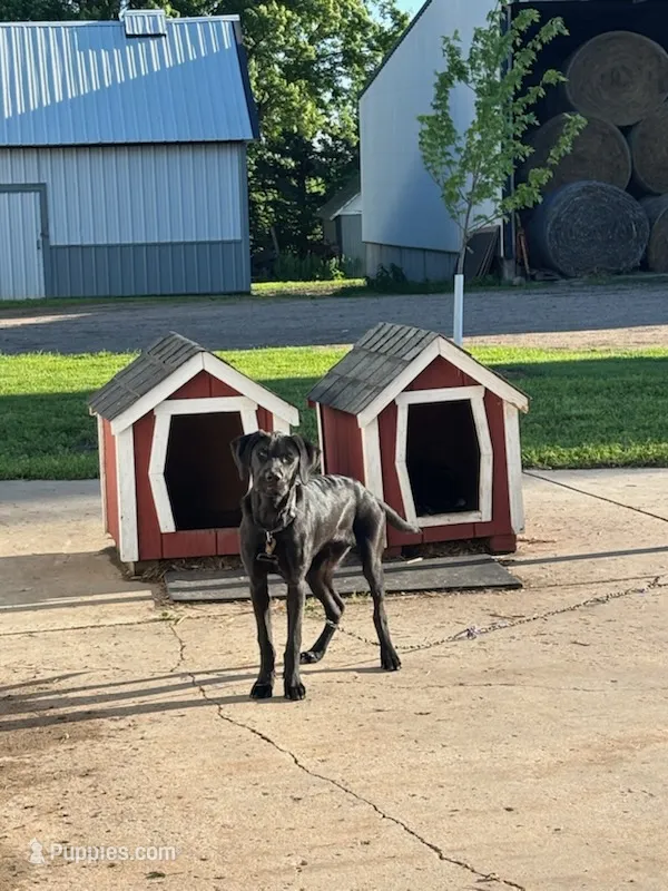 Black lab mix – Labrador Retriever puppy for sale in Freeport, MN
