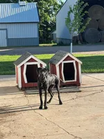 Black lab mix, a male Labrador Retriever for sale in Freeport, MN – 1 of 1