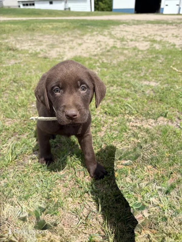 White – Labrador Retriever puppy for sale in Freeport, MN