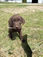 White, a male Labrador Retriever for sale in Freeport, MN – 1 of 1