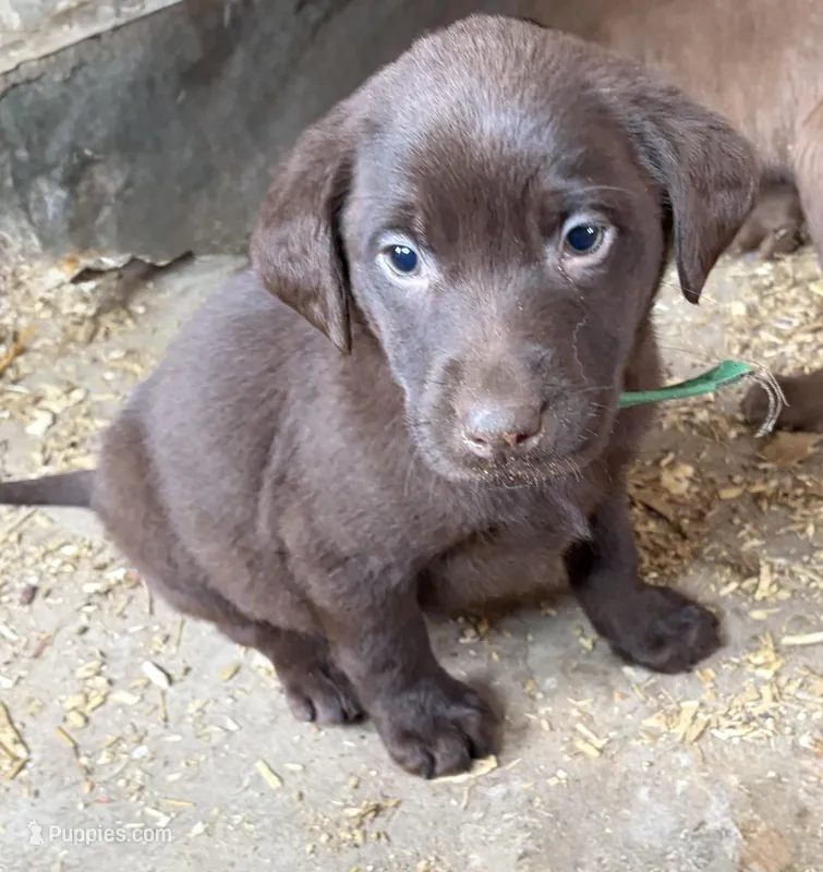 Green (Daisy’s) – Labrador Retriever puppy for sale in Freeport, MN