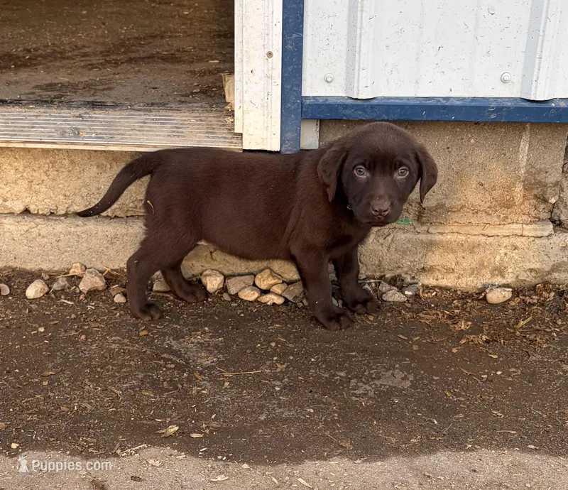 Green (Daisy’s) – Labrador Retriever puppy for sale in Freeport, MN