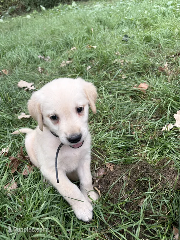 Black – Labrador Retriever puppy for sale in Freeport, MN