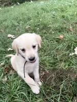 Black, a male Labrador Retriever for sale in Freeport, MN – 1 of 1