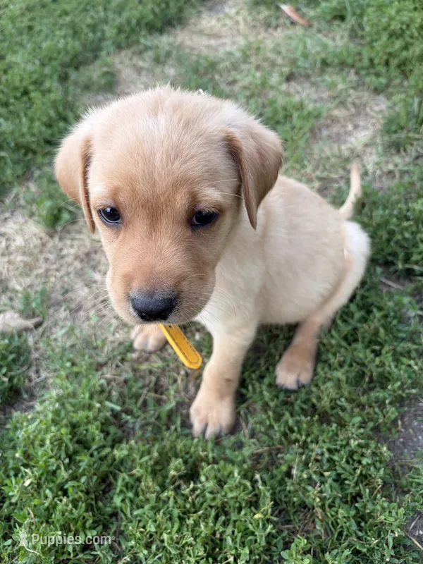 Gold collar  – Labrador Retriever puppy for sale in Freeport, MN