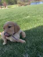 Purple , a female Golden Retriever for sale in Freeport, MN – 3 of 3